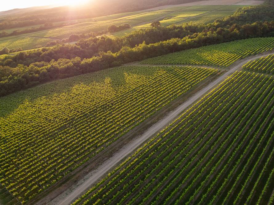 Vino koje morate probati jer je oduševilo vinske znalce – de Gotho graševina 2018.