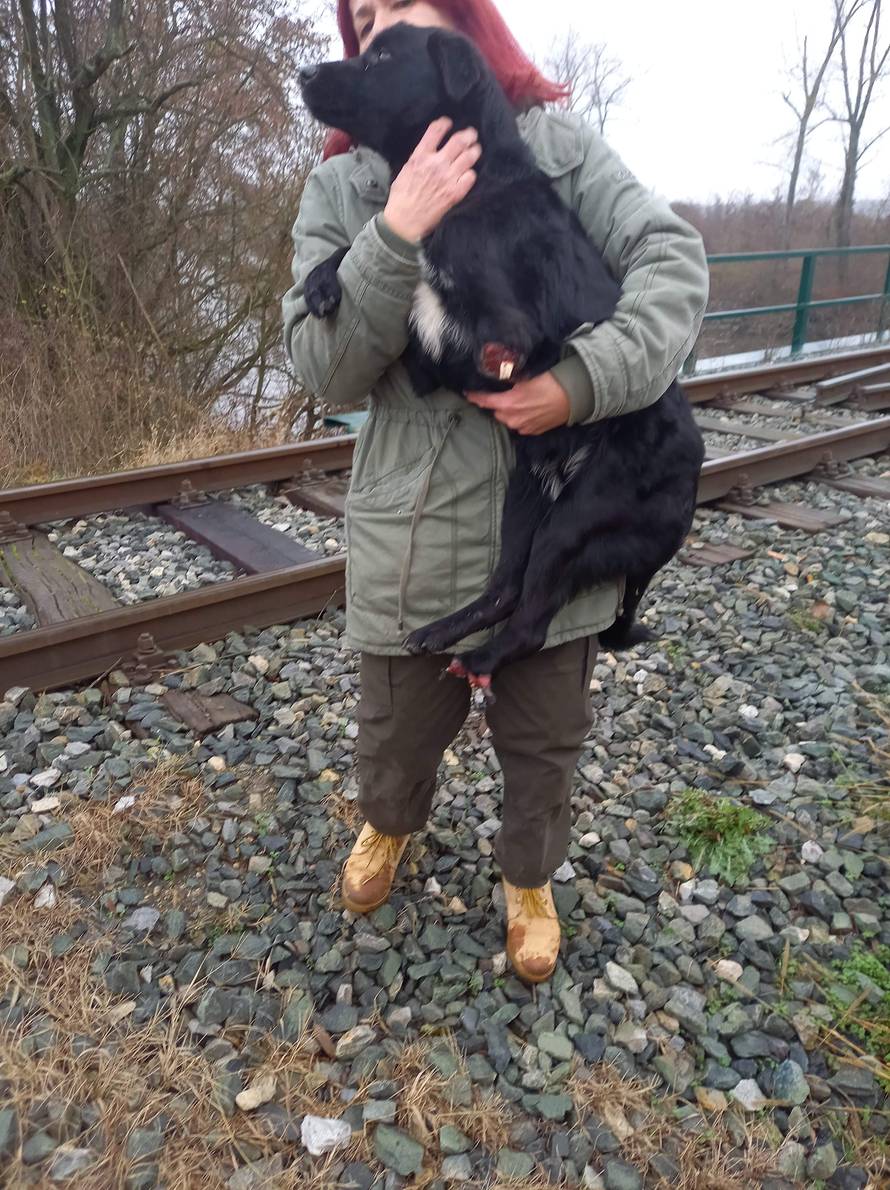 Pronašli psića odrubljenih šapa s prostrijelnom ranom na čelu: Mislimo da ga je netko bacio