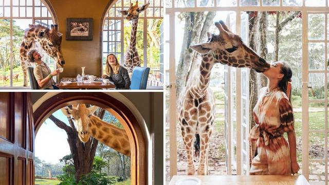 Jedinstven doživljaj: Doručak sa žirafama u hotelu u Nairobiju