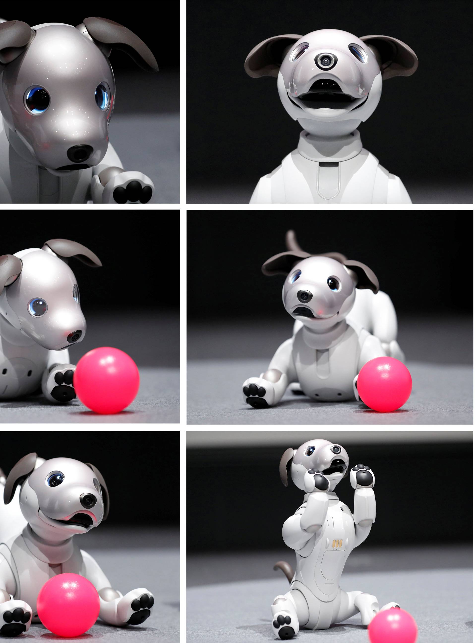 A combination photo shows Sony Corp's entertainment robot "aibo" at its demonstration in Tokyo