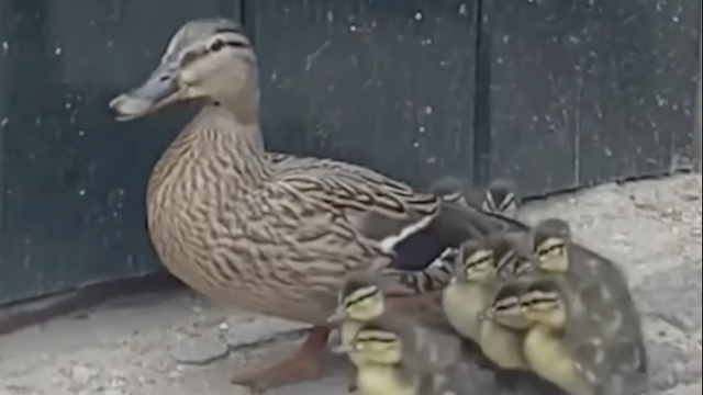 Obitelj patki koju štiti kraljica: Zalutale su u palaču pa ih kraljevska garda vratila u vodu