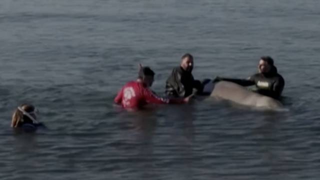 Na plaži kod Atene nasukalo se mladunče kita: Uginulo bi da ga nisu vukli i gurali dublje u more