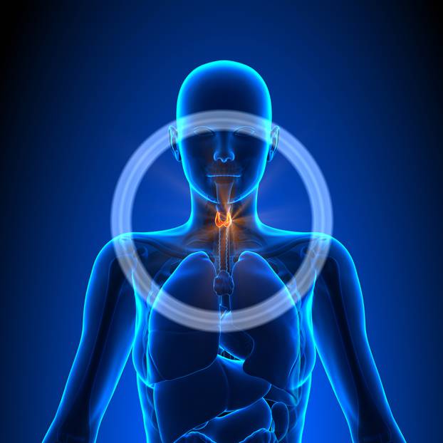 Thyroid - Female Organs - Human Anatomy