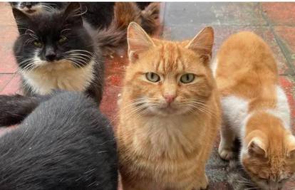 'Mačja-apokalipsa' na škotskom otoku: 'Tih divljih mačaka ima previše, hitno treba djelovati...'