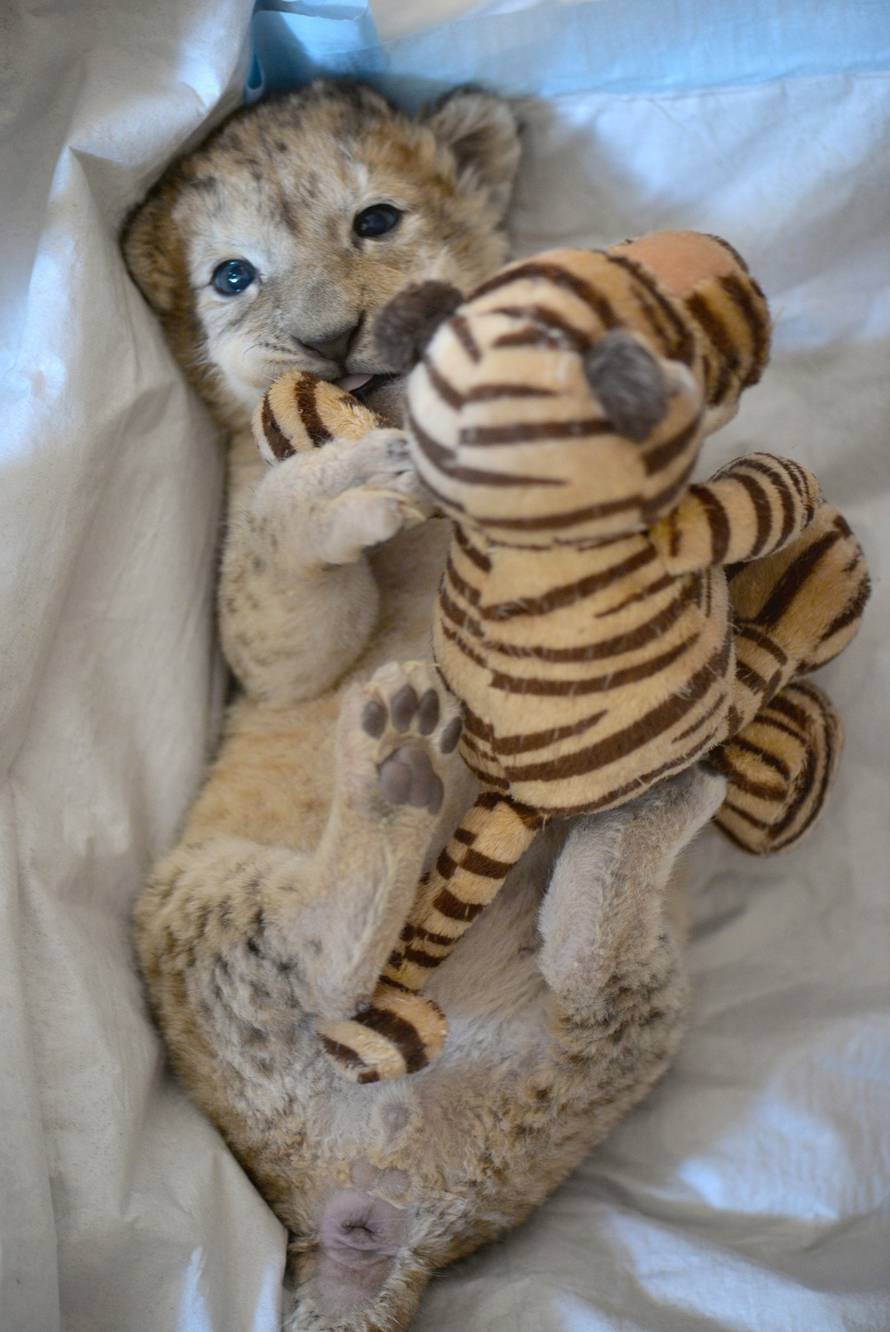 Harald Tittel/DPA/PIXSELL