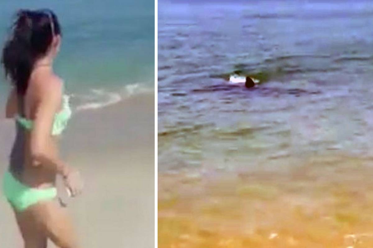 Panika i vrištanje na plaži: U plićak stigla velika bijela psina!