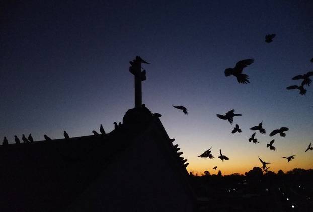 An Argentine town battles a parrot invasion
