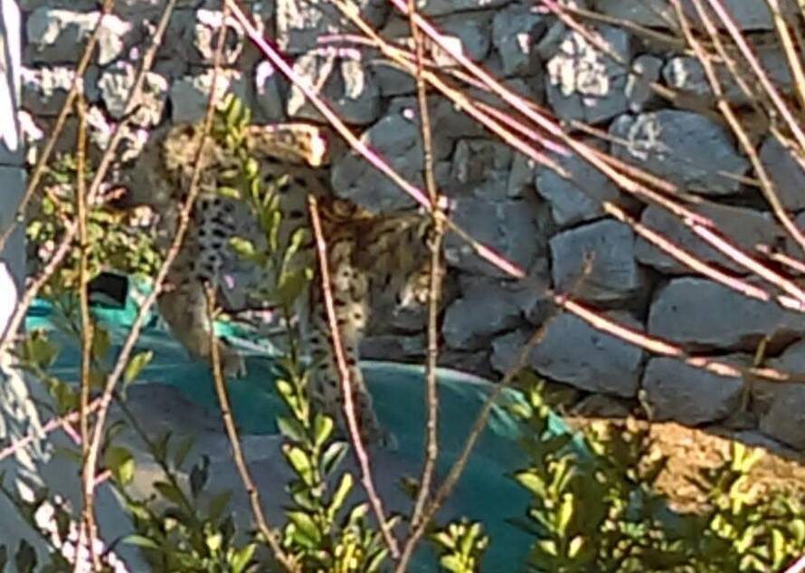 Izgubio je majku: Mali uplašeni ris luta primorskim mjestom