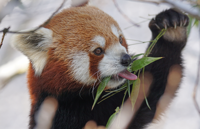 Panda Fred pobjegao je iz ZOO-a u Njemačkoj. Vatrogasci ga tri sata hvatali, nije bio oduševljen