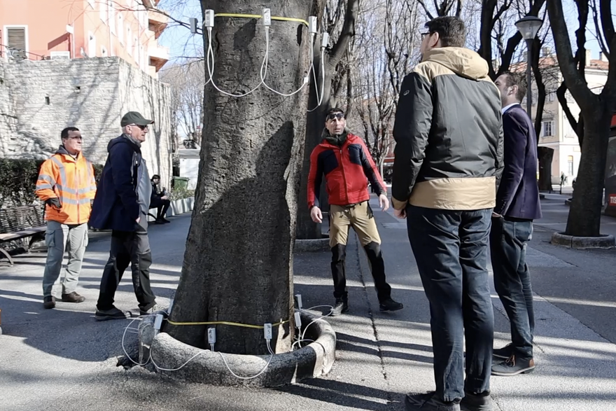 Procjena stabala ladonje na Giardinima u Puli: Na&scaron;a su stabla stara &ccaron;ak 120 godina