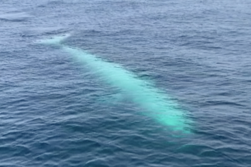 Rijetki bijeli kit uočen uz obalu Tajlanda