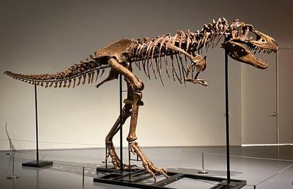 Cijena, prava sitnica: Kostur gorgosaurusa mogao bi postići cijenu od 8 milijuna dolara