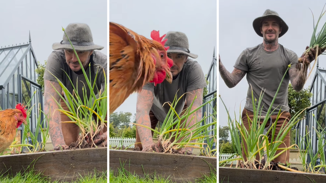 VIDEO 'Farmer Beckham' brao luk, a onda mu je u kadar uletio neočekivani gost: 'Ovo je hit!'