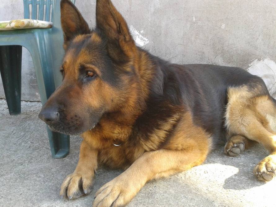 Željka Borojević/čitateljica