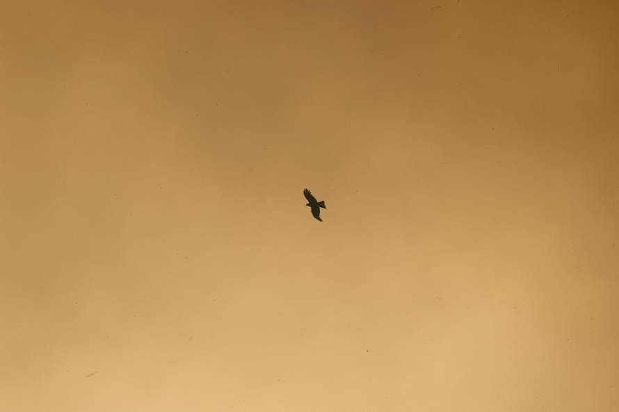 Wildfire in Lege-Cap-Ferret