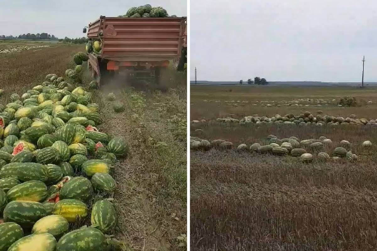 Morao baciti 25 tona lubenica: Želim ostati u Slavoniji, ali...