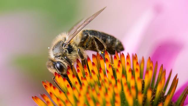 Cvijeće 'čuje' pčele u letu, pa ih privlači zaslađivanjem nektara