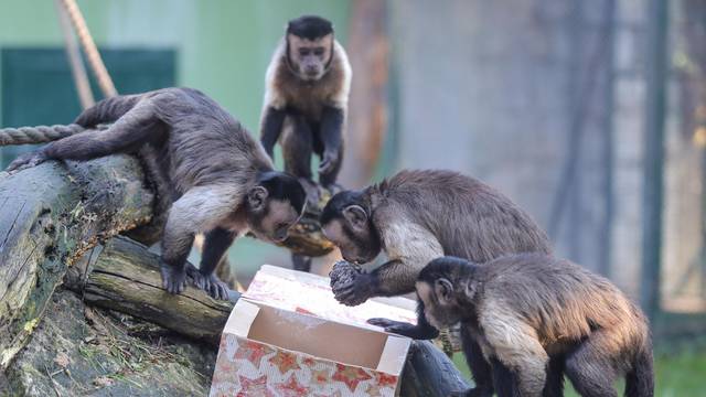 Zagreb: Životinje u Zoološkom vrtu dobile šarene darove