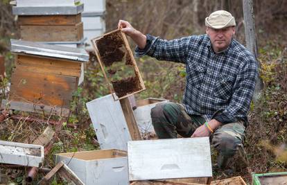 Medvjedi u medu: Pčelaru su 25 košnica razbacali po šumi 
