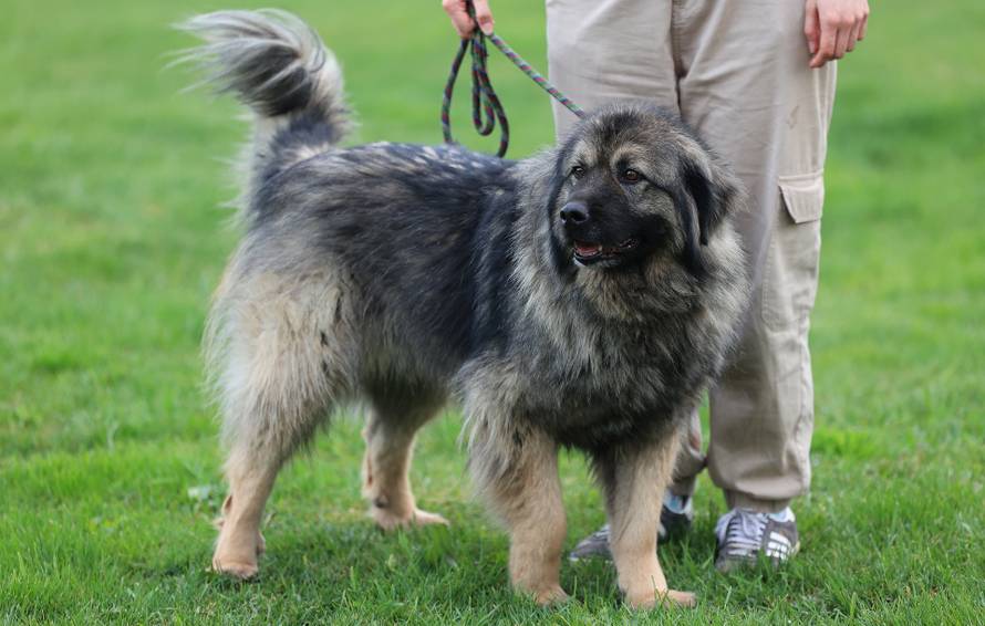 Zagreb: Napušteni psi u Dumovcu