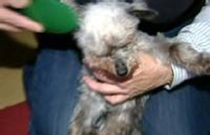 Vlasnica: Uginuo mi je pas, bio je najstariji na svijetu