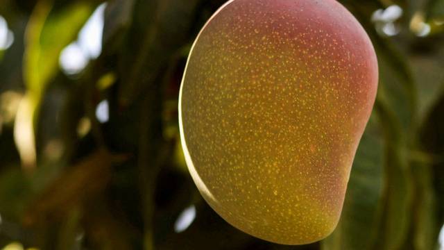 FILE PHOTO: A mango fruit is seen on a tree after the yield dropped because of high temperature, in Ismailia