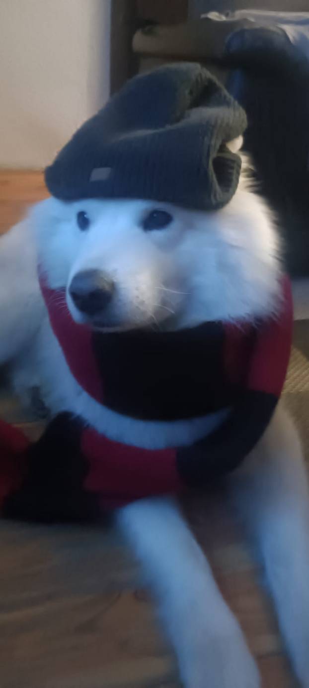 SUPER FOTKE vaših ljubimaca! Neki bi mogli biti viralni hit, ali svi su jednostavno neodoljivi