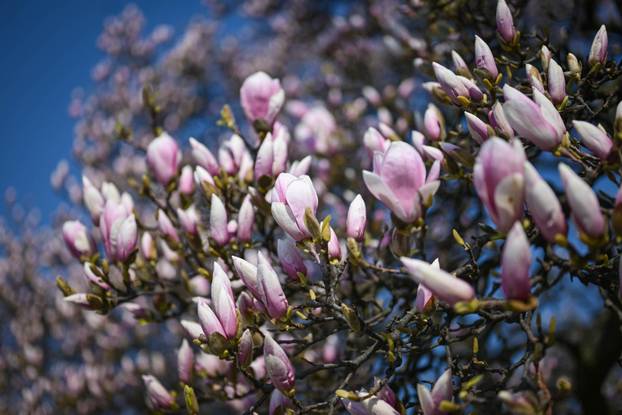 Zagreb: Procvala magnolija na Trgu kralja Tomislava