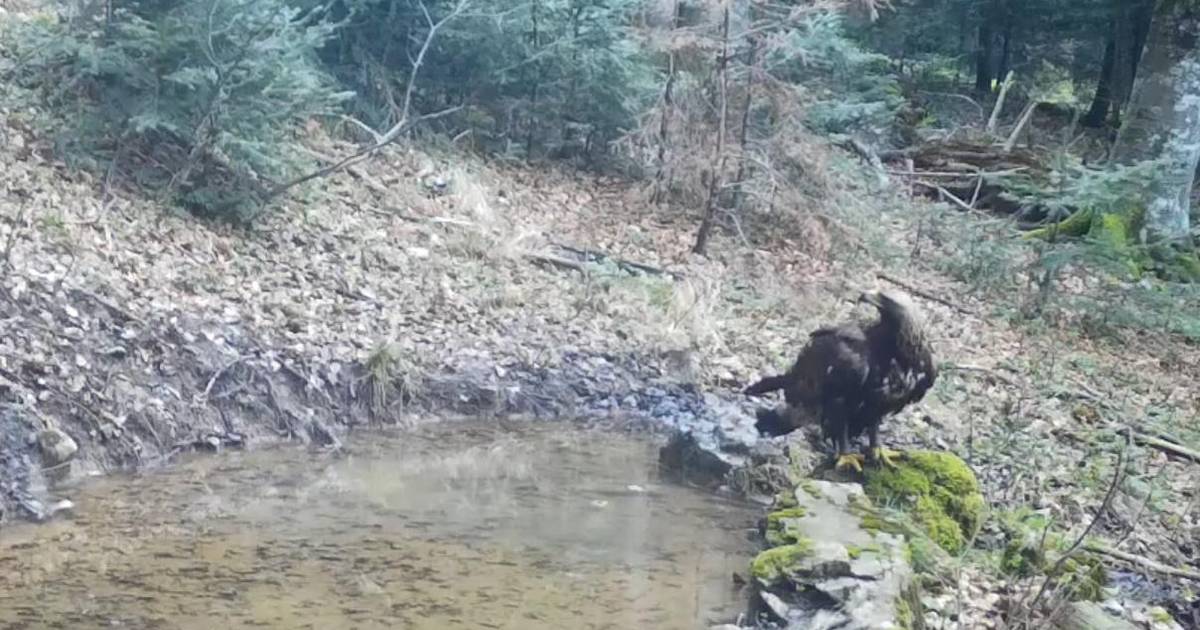 Jedna od najvećih grabljivica se pojavila u Plitvičkim jezerima. Nisu ...