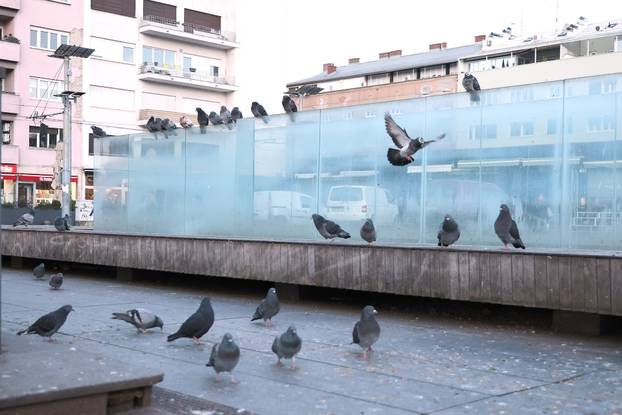 Zagreb. Kvatri&cacute; se svi&dstrok;a samo golubovima