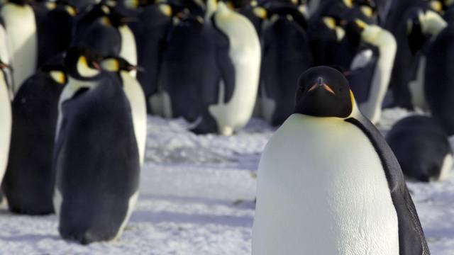 Emperor penguins are seen in Dumont d'Urville, Antarctica