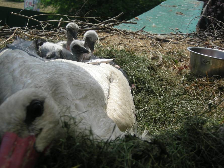Ne odvajaju se od njih: Malena i Klepetan dobili su četiri ptića