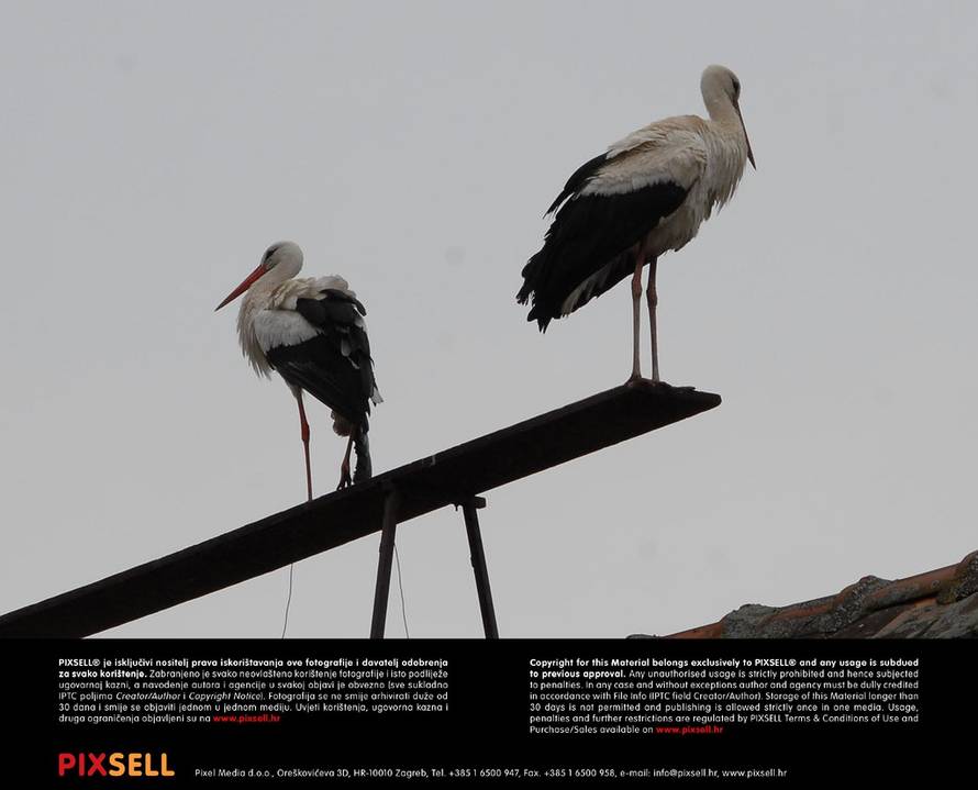 Ivica Galović/PIXSELL