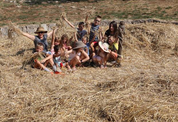 Zagvozd: Vršidba žita na starinski način