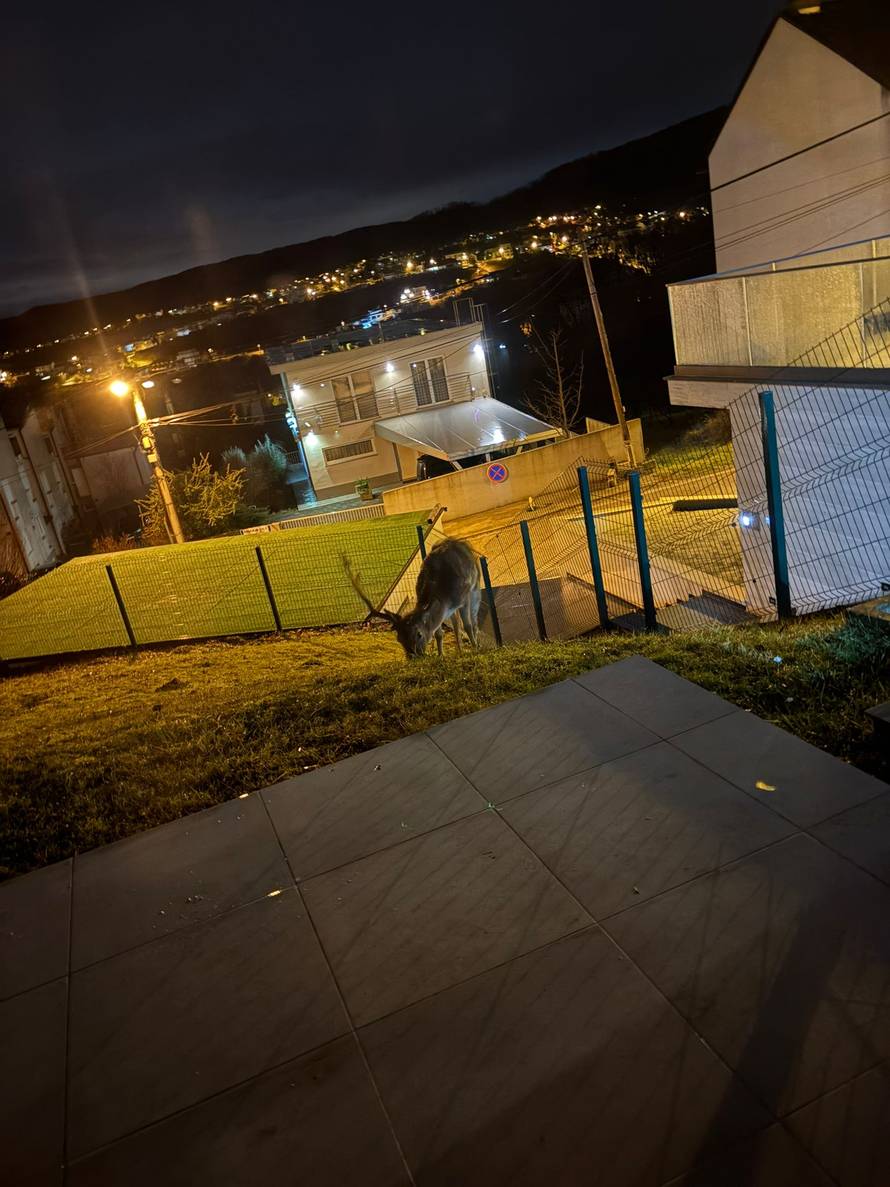 FOTO Iznenađenje u Šestinama: 'Došao je u dvorište, ma htio nam je poželjeti dobro jutro'