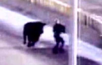 SAD: Odbjegli bik napadao ljude i divljao po autocesti