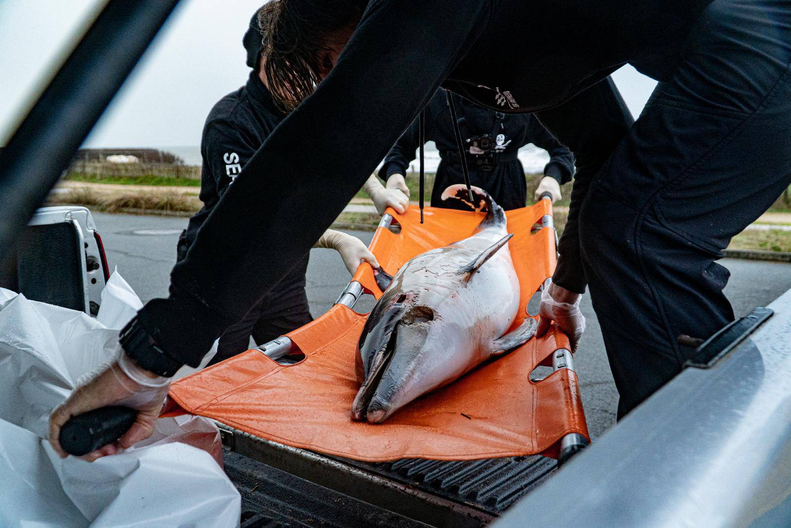 Sea Shepherd warns about Dolphins killing at French Atlantic Coast