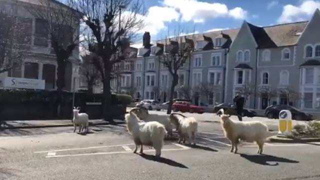 Dok su ljudi doma, divlje koze vladaju ulicama grada u Walesu