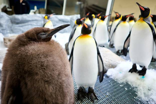 Big Baby! Penguin Chick Goes Viral After Outweighing His Parents Demolishing 25 Fish A Day