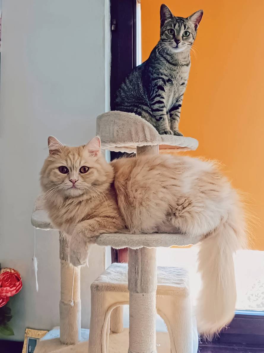 Vatrogasci  u akciji! U neobičnoj intervenciji spasili maci šapice iz radijatora: 'Hitno su došli'