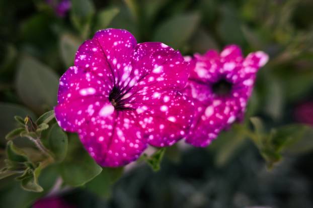 24sata Zagreb: Ponuda cvijeća na Dolcu 