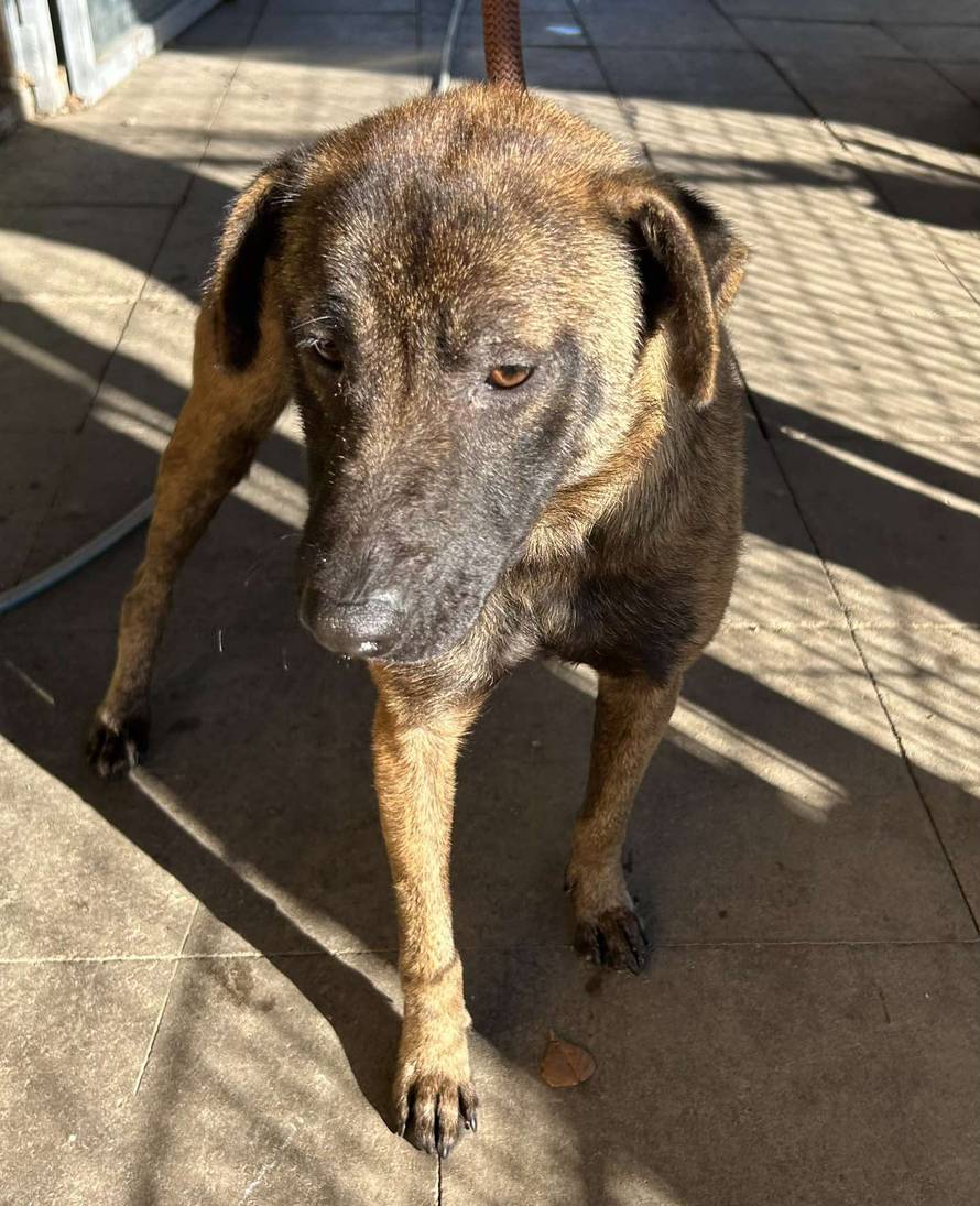 Iz romskog naselja u Međimurju spasili 37 pasa: 'Bez nadzora tu lutaju, a mačke ni ne prežive...'