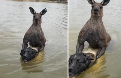VIDEO Klokan u Australiji htio utopiti psa u rijeci, napao i vlasnika: 'Pusti ga, jesi me čuo'
