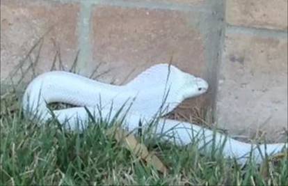 Video: Otrovna kobra pobjegla vlasniku, ugrizla psa i nestala!