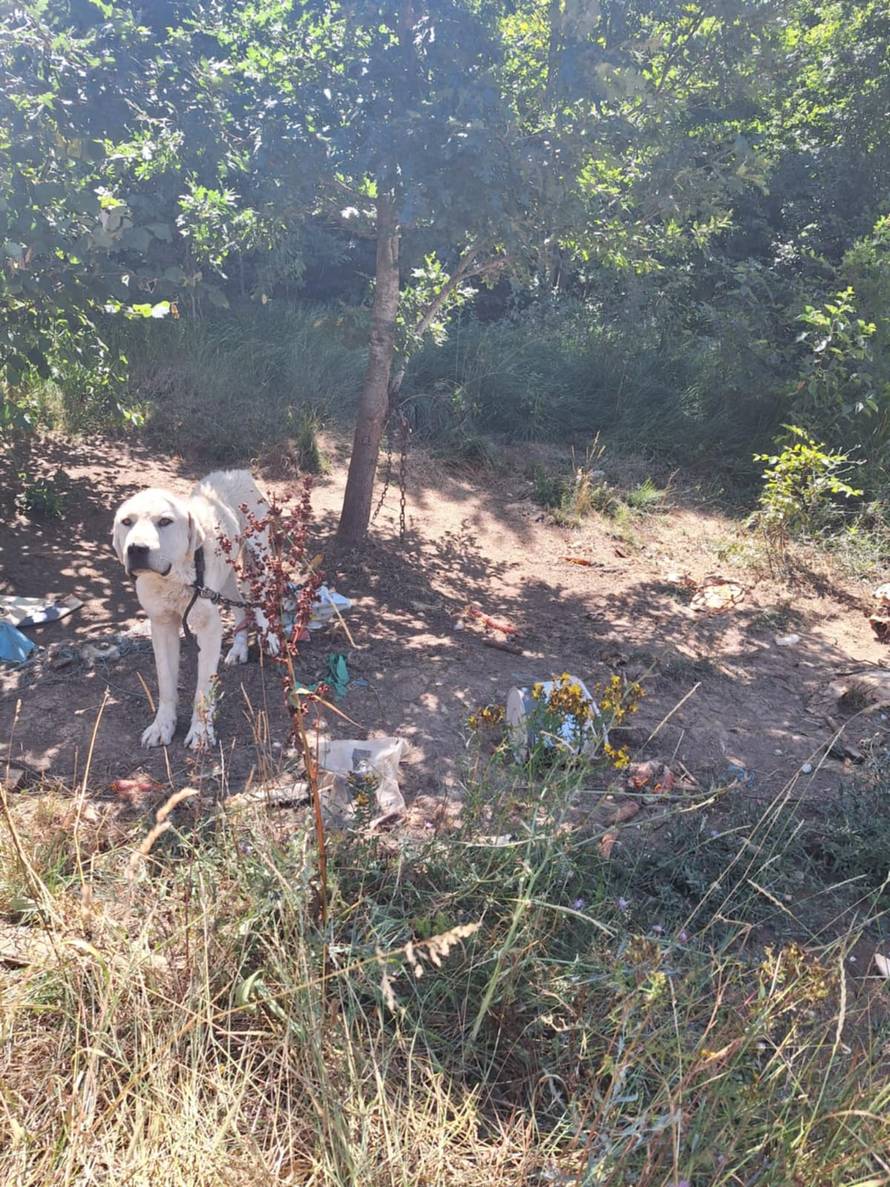 FOTO 'Prijavili smo muškarca za mučenje pasa, policija nije reagirala, onda ih je sve pobio!'