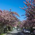 FOTO: Najfotogeničnija ulica u Zagrebu opet je u prvom planu