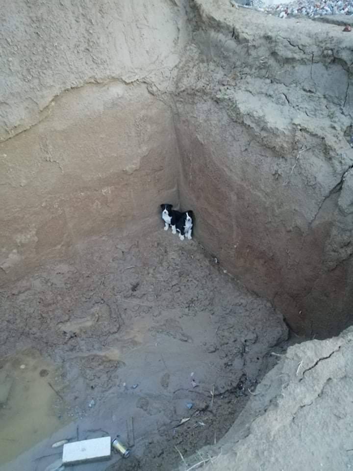 Štenci su upali u veliku rupu kraj Bjelovara, sad traže dom