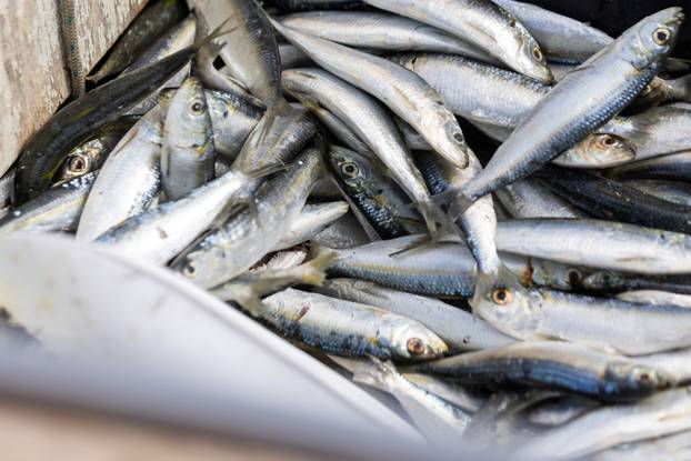 Tunalicious spektakl u Istri i međunarodno natjecanje u lovljenju kraljice Jadrana - tune