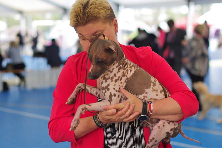 Pseći show: Američki golokoži u ringu s moskovskim čuvarom