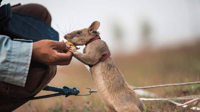 Magawa, a mine-sniffing rat, is pictured in Siem Reap